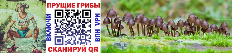 Купить где  Чистополь  Галлюциногенные грибы ЛСД 